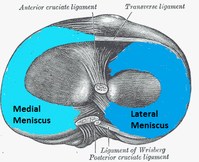 meniscus diagram meniscus injury torn knee cartilage meniscus diagram meniscus injury torn knee cartilage