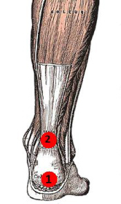 Achilles tendonitis can occur in different parts of the tendon, both causing calf pain