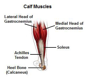 The triceps surae form the calf - the muscles of gastrocnemius and soleus