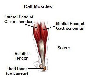 Calf Muscle Pain: Diagnosis, Symptoms Calf Muscle Pain: Diagnosis, Symptoms