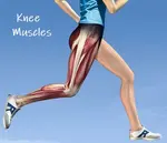 knee muscles guide 395 opt sept 18