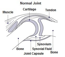 Around the knee bones are muscles, cartilage, tendons, a joint capsule & synovial fluid
