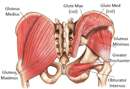 Gluteal Muscle Anatomy: Gluteal tendinopathy is most common in the gluteus medius and minimus tendons at the greater trochanter Gluteal Muscle Anatomy: Gluteal tendinopathy is most common in the gluteus medius and minimus tendons at the greater trochanter