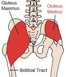 Gluteal Muscles: Gluteus Maximus and Gluteus Medius