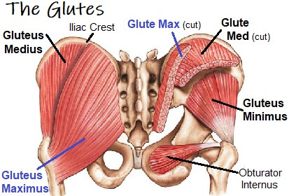 Gluteus Anatomy Chart