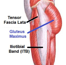 Gluteus Maximus Muscle: Anatomy & Function - Knee Pain Exp