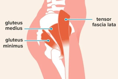 Hip Abductor Muscles: Gluteus Medius, Gluteus Minimus & Tensor Fascia Latae