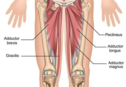 Hip Adductor Muscles: Adductor Longus, Adductor Brevis, Adductor Magnus, Gracillis and Pectineus. They work together to bring the leg inwards Hip Adductor Muscles: Adductor Longus, Adductor Brevis, Adductor Magnus, Gracillis and Pectineus. They work together to bring the leg inwards
