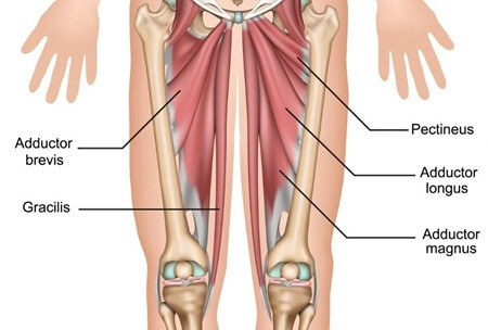 Adductor Strain Anatomy: Adductor longus, adductor magnus, adductor brevis, Gracilis and Pectineus Adductor Strain Anatomy: Adductor longus, adductor magnus, adductor brevis, Gracilis and Pectineus