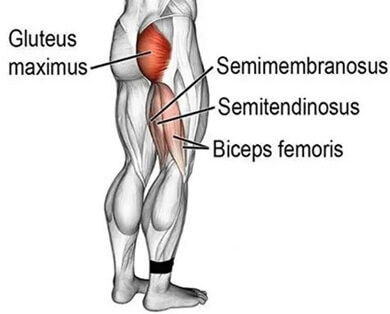 Hip Extension Muscles: Anatomy and Function Hip Extension Muscles: Anatomy and Function