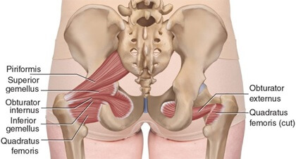 Hip External Rotator Muscles: Piriformis, Obturator Internus & Externus, Gemellus Superior & Inferior and Quadratus Femoris Hip External Rotator Muscles: Piriformis, Obturator Internus & Externus, Gemellus Superior & Inferior and Quadratus Femoris