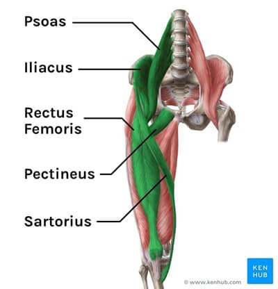 Hip Flexor Muscles: Overstretching or repetitive overloading of these muscles can lead to hip flexor strain Hip Flexor Muscles: Overstretching or repetitive overloading of these muscles can lead to hip flexor strain