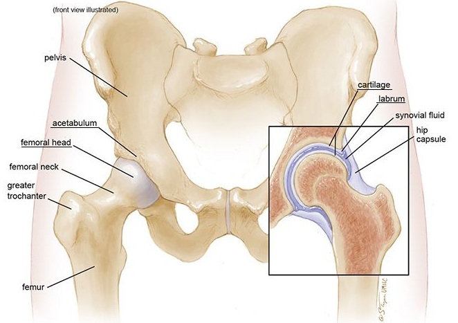 Hip Joint Anatomy associated with femoroacetabular impingement FAI