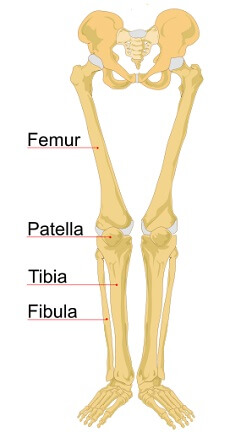 Knee shop cap skeleton