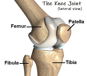 Knee Bones: Anatomy, Function & Injuries - Knee Pain Explained