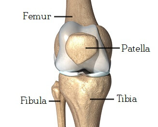 Knee Joint Anatomy Motion Knee Pain Explained
