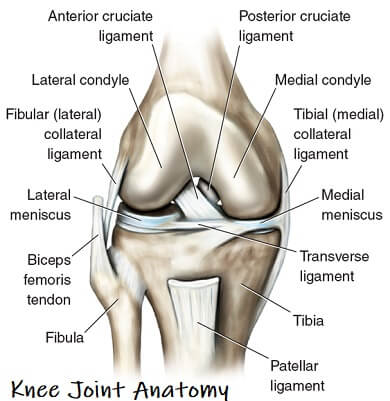 Anatomical Knee Chart