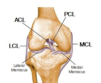 Anatomical Knee Chart