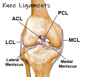 Anatomy of the Knee joint Quiz