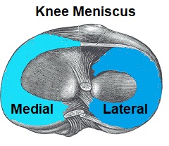 Diagram showing the knee meniscus Diagram showing the knee meniscus