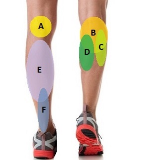 https://www.knee-pain-explained.com/images/knee-pain-diagnosis-calf.jpg