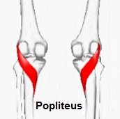 Popliteus Muscle: Anatomy & Function - Knee Pain Explained