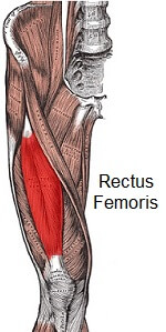 Rectus femoris and the surrounding muscles on the front of the thigh Rectus femoris and the surrounding muscles on the front of the thigh