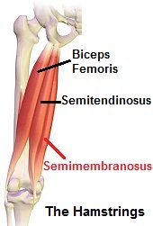 Semimembranosus Muscle (Hamstrings) - Knee Pain Explained