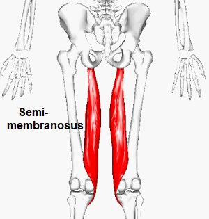 Inner hamstring muscle clearance