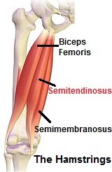 Semitendinosus semimembranosus анатомия