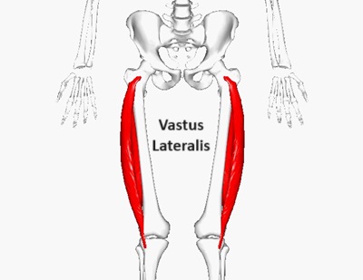 vastus lateralis muscle 400 opt march 24