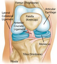 understand knee joint anatomy knee pain explained anatomy of the knee