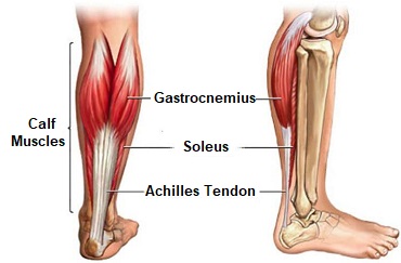 Knee muscles diagram