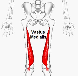 Vastus Medialis Muscle - Knee Pain Explained